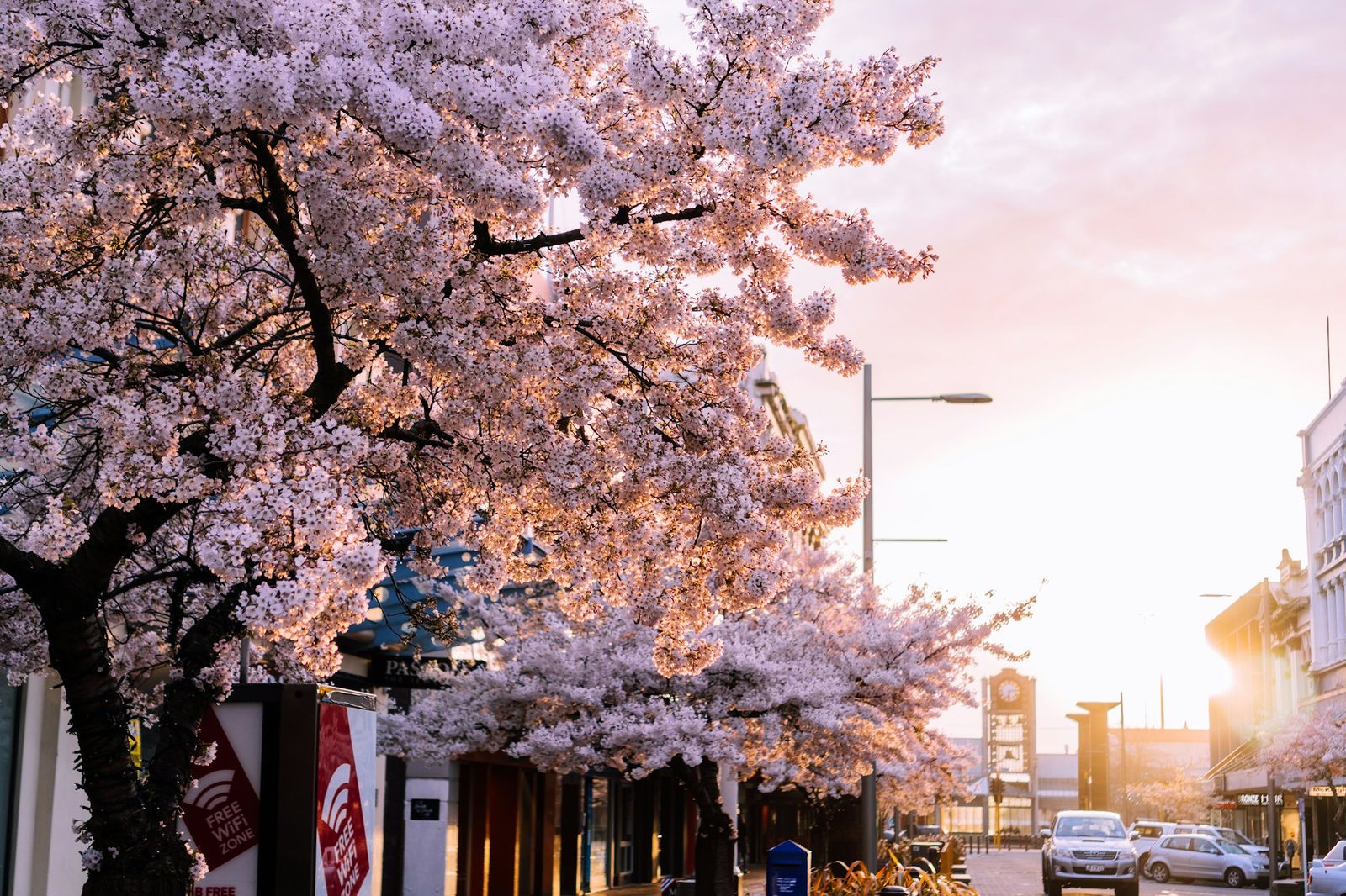 White blossom tree in front of a heritage building in Invercargill