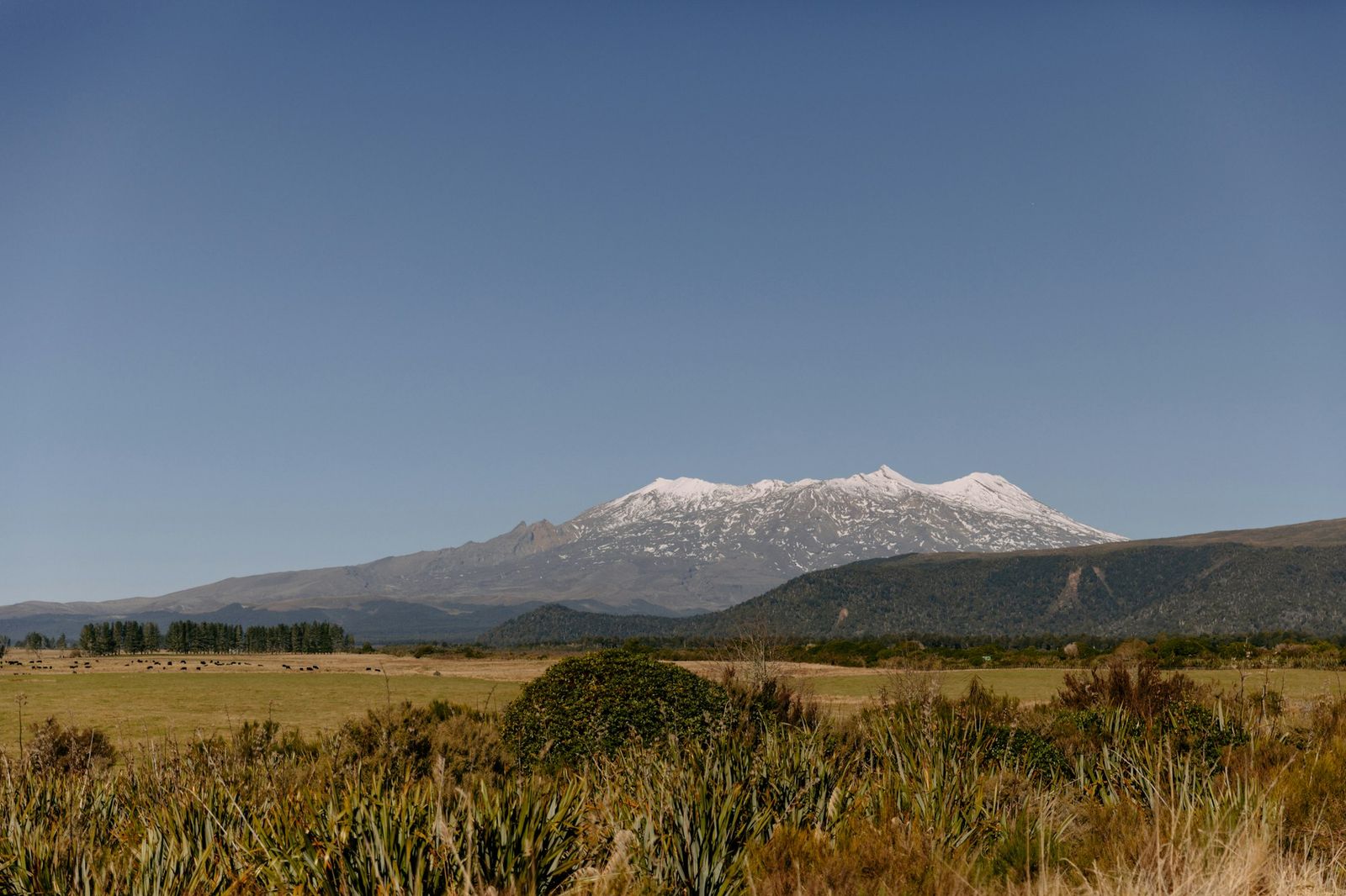 Green farmland in the Manawatū-Whanganui region with snow-capped Mount Ruapehu in the distance